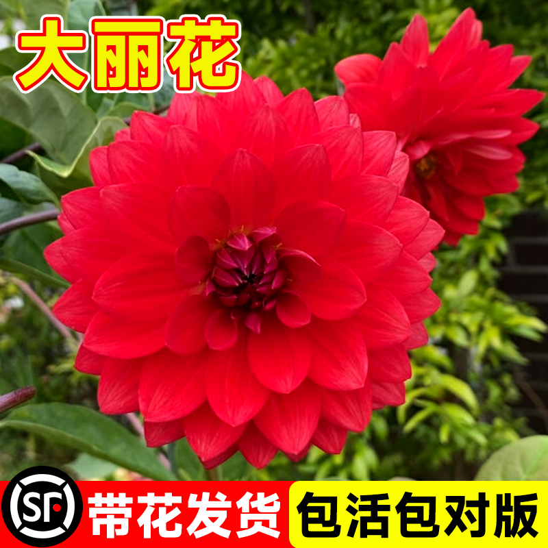大丽花盆栽带花苞种球根花苗巨型重瓣矮生矮化室内阳台庭院四季开