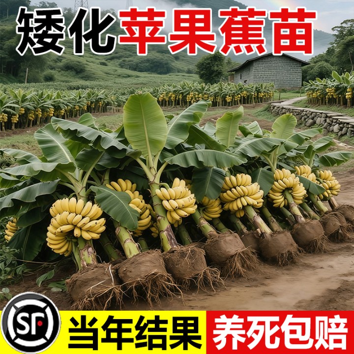 正宗广西矮化香蕉苗苹果蕉皇帝蕉粉蕉苗小米蕉苗盆栽地栽庭院种植