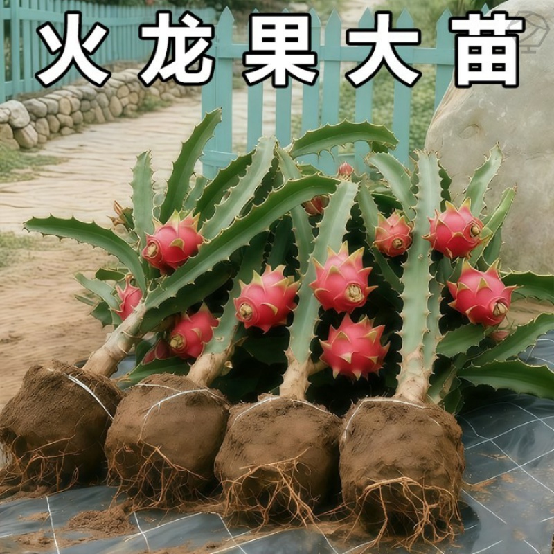 火龙果树果苗盆栽南北方种植四季结果黄金燕窝白心红心红肉火龙果