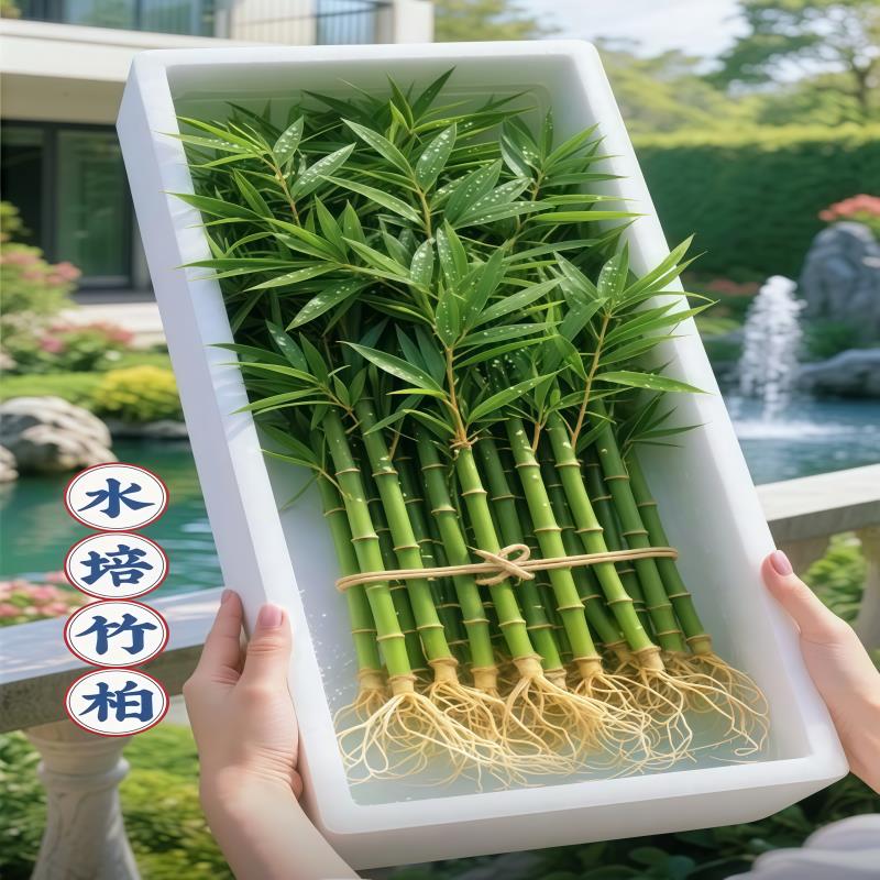 竹柏驱蚊竹水培植物室内