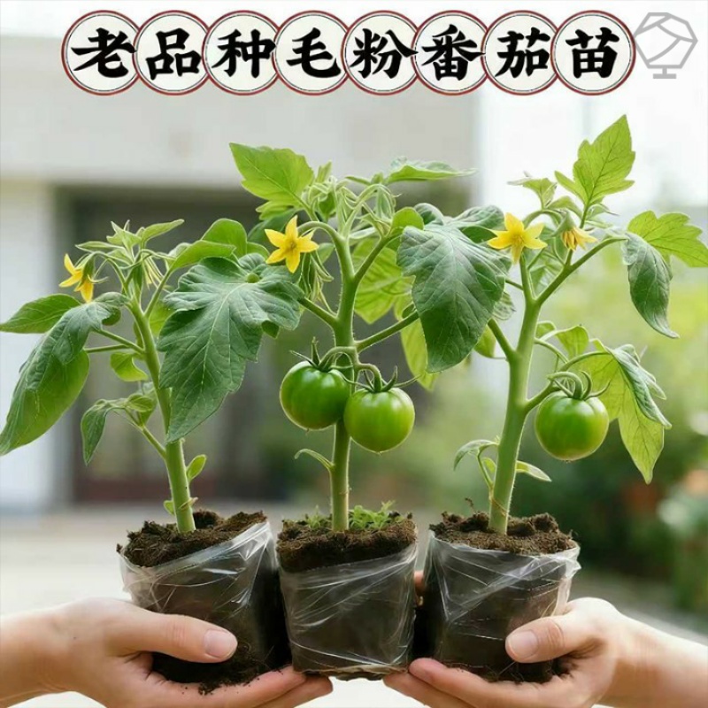 寿光老品种普罗旺斯番茄苗秧沙瓤口感西红柿种子带土秧苗四季盆栽