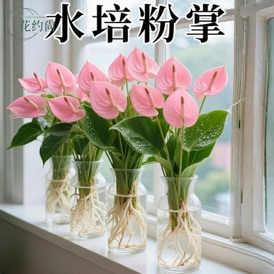 水培粉掌盆栽植物室内好养绿植水养花卉四季常青红掌鲜花一帆风顺