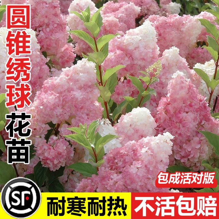 圆锥绣球花苗盆栽石灰香草草莓灯