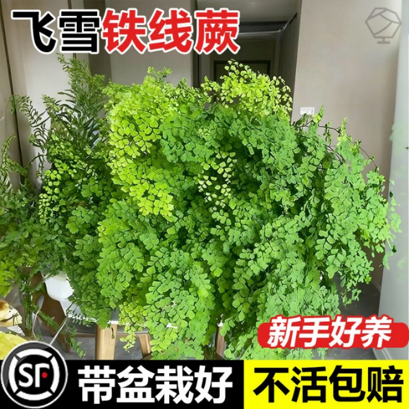 铁线蕨禄植盆栽凤尾蕨铁丝草客厅吸甲醛绿植室内耐寒耐阴蕨类植物