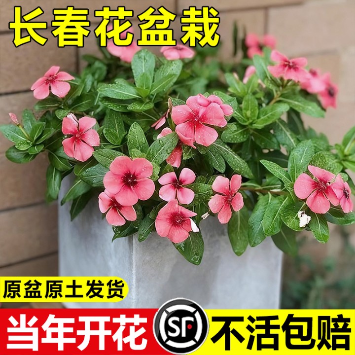 长春花苗常年开花花卉盆栽观花室内桌面植物四季开花庭院楼顶带花