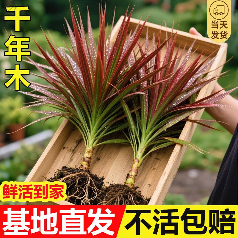 龙血树七彩千年盆栽客厅百合室内