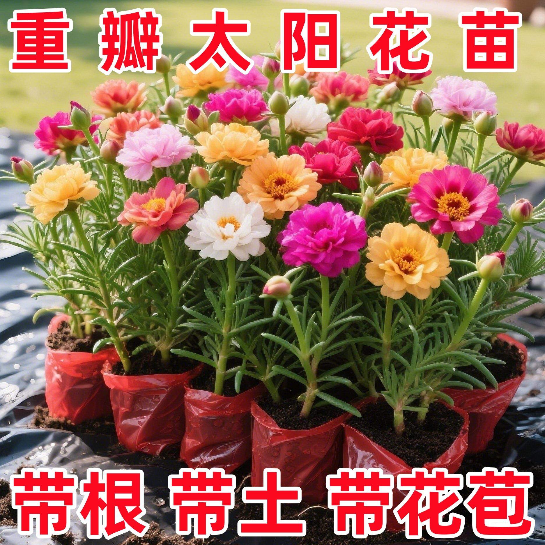 重瓣混色太阳花苗带根盆栽苗阳台易种活大花卉植物带花苞室内庭院