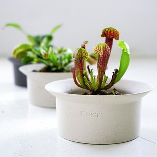 北欧陶瓷花盆矮浅口大口径多肉小铜钱草陶土块根宽口盆景陶盆白色