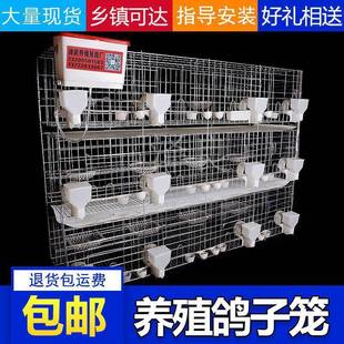 折扣价 大号鸽舍鸽子加笼家用配鸽对笼肉鸽养殖种笼位位繁鸽殖