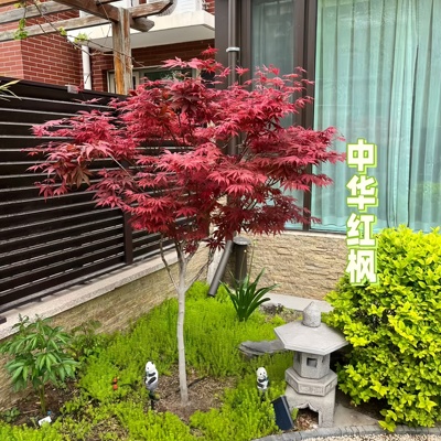 中国红枫树苗绿化耐寒园林树苗