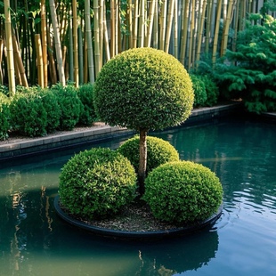 大叶冬青球小叶黄杨球石楠球茶梅球金森女贞球庭院户外球形绿化苗