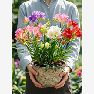 香雪兰花球盆栽重瓣种小苍兰带芽种根带花苞混色盆栽多季开花鲜花