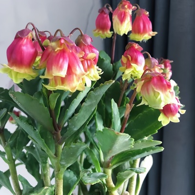 重瓣宫灯长寿花办公室植物盆栽