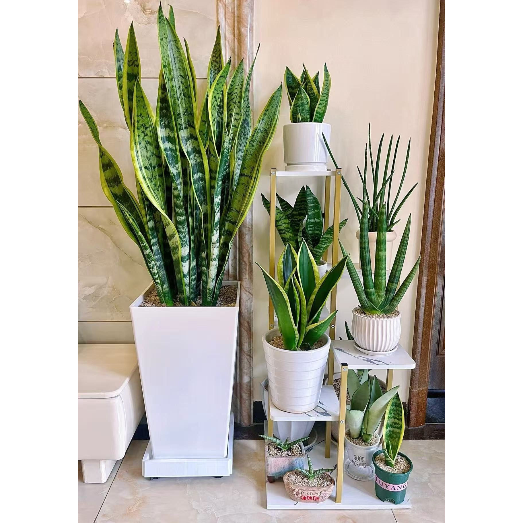 金边虎皮兰盆栽大型植物室内四季