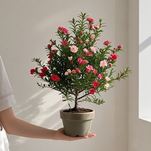 松红梅盆栽带花苞三色梅室内外阳台庭院四季好养浓香型鲜花卉植物