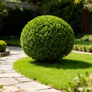 四季常青小叶黄杨球瓜子黄杨苗庭院耐寒景观植物绿化装饰篱笆墙