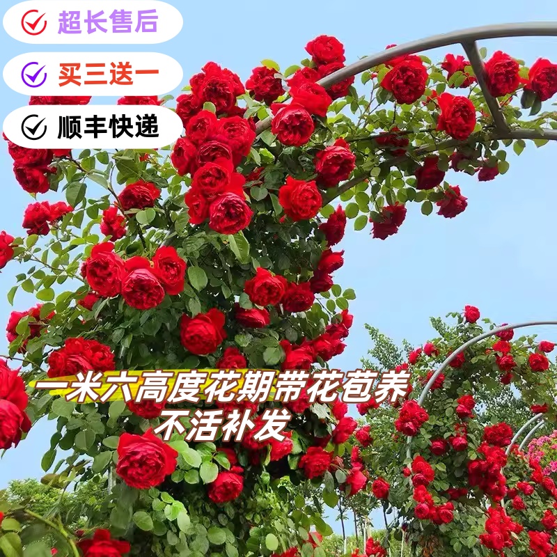 爬藤月季大苗大花玫瑰多季开蔷薇花大花浓香阳台庭院爬藤植物盆栽