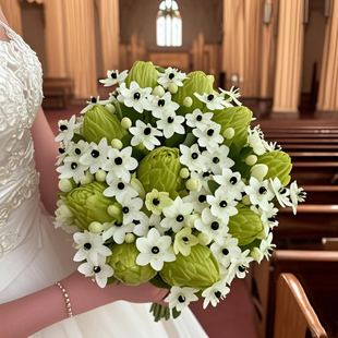 进口白花天鹅绒种球虎眼万年青圣心百合盆栽室内外四季耐寒开花种