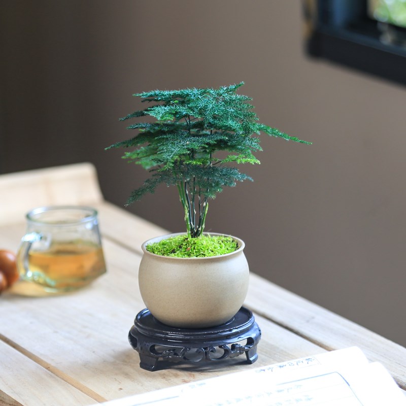 文竹盆栽迷你办公室绿植四季常青好养桌面室内精品小摆件茶桌植物