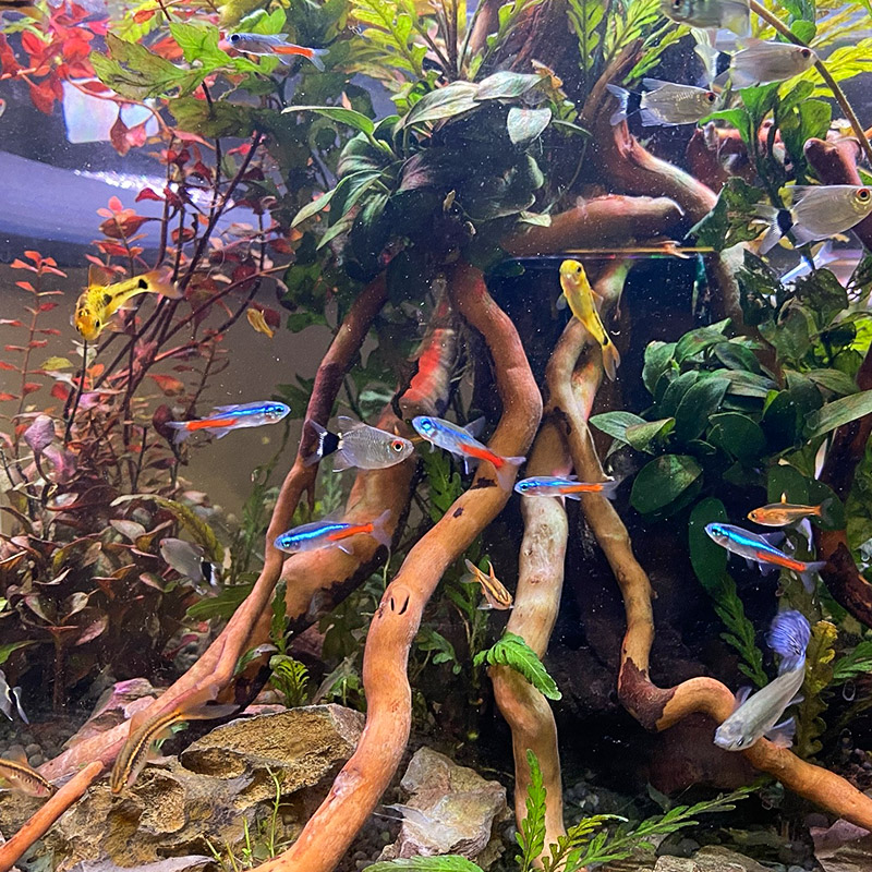 鱼缸造景生命之树沉木骨架树桩水族箱草缸新手懒人装饰全套装成品