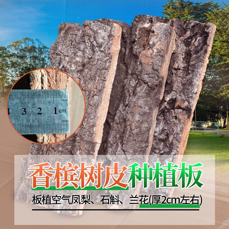 香槟软木真树皮鹿角蕨挂板定值板空气凤梨石斛兰花蝴蝶兰种植板