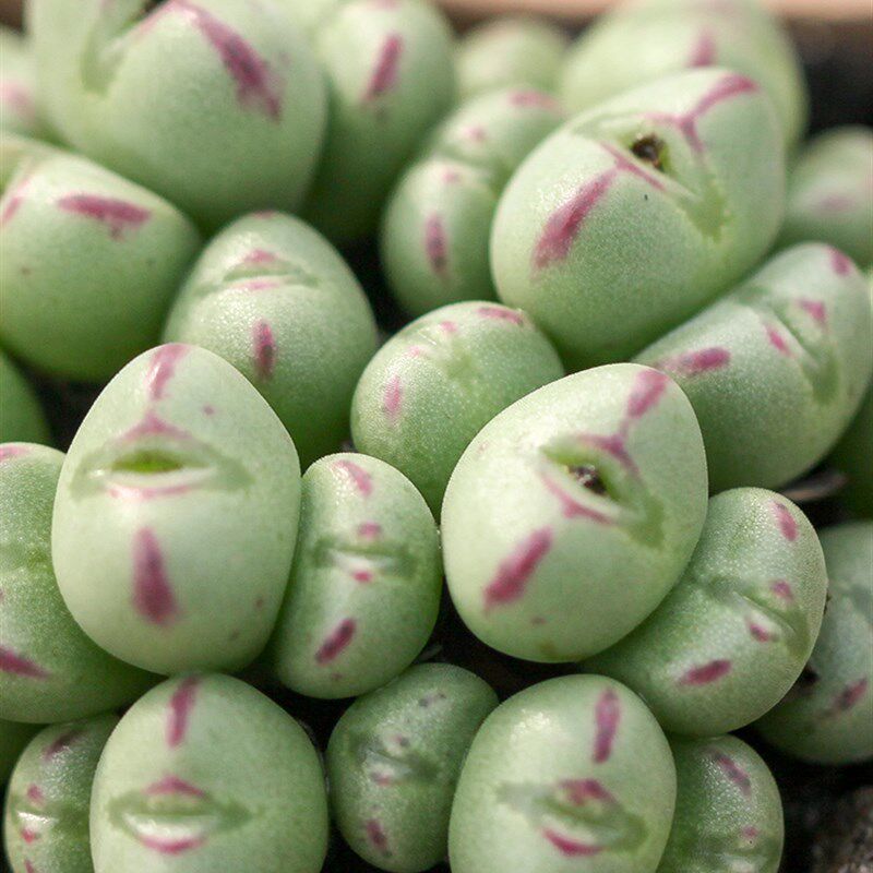 口笛肉锥红边口迪多肉植物番杏科生石花一物一拍多头群生爆仔