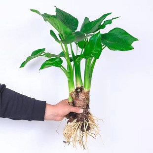 水培植物千手观音盆栽净化空气室内盆景滴水观音千佛手绿萝常绿叶