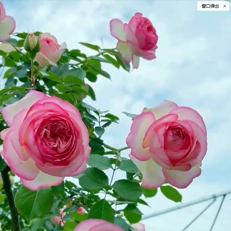 粉色龙沙宝石月季大苗阳台盆栽藤本户外庭院拱门爬藤地栽蔷薇花苗,鲜花速递/花卉仿真/绿植园艺,月季/蔷薇/玫瑰,淘宝优惠券,粉丝福利购,淘宝优惠卷