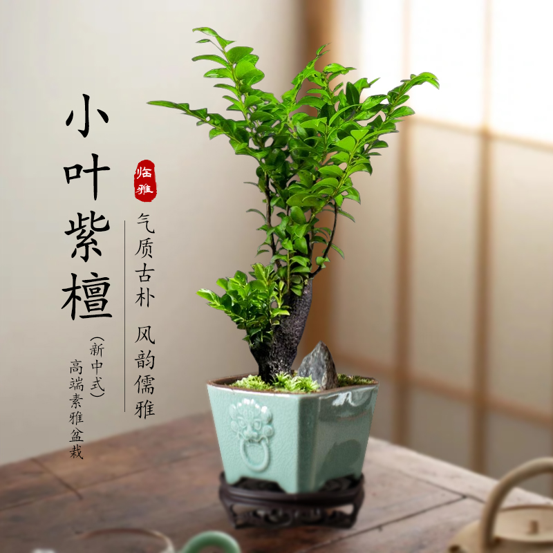 小叶紫檀老桩盆景植物室内绿植桌面树苗盆栽四季常青好养禅意花卉