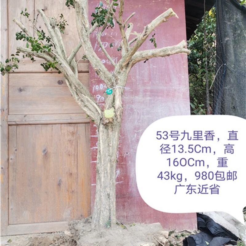 九里香盆景提根就里香老桩风景树室内绿植多花植物花浓香型植物
