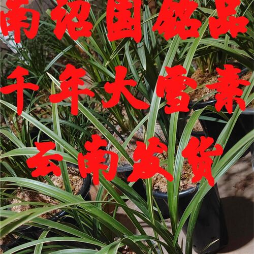 云南丽江石鼓大雪素兰花莲瓣兰素心老种H高端送礼礼物礼品可带花