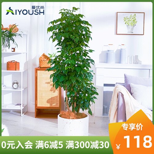 绿宝幸福树盆栽大型花卉植物大树桩绿F植园艺室内客厅招财净化空