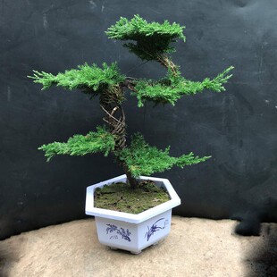 罗汉松盆景老桩小盆栽庭院造型地柏盘景I绿植迎客松盆景真树苗植.