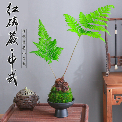 红磷蕨苔藓球绿植蕨类植物室内办公室书房茶几一叶蕨水培好养盆栽