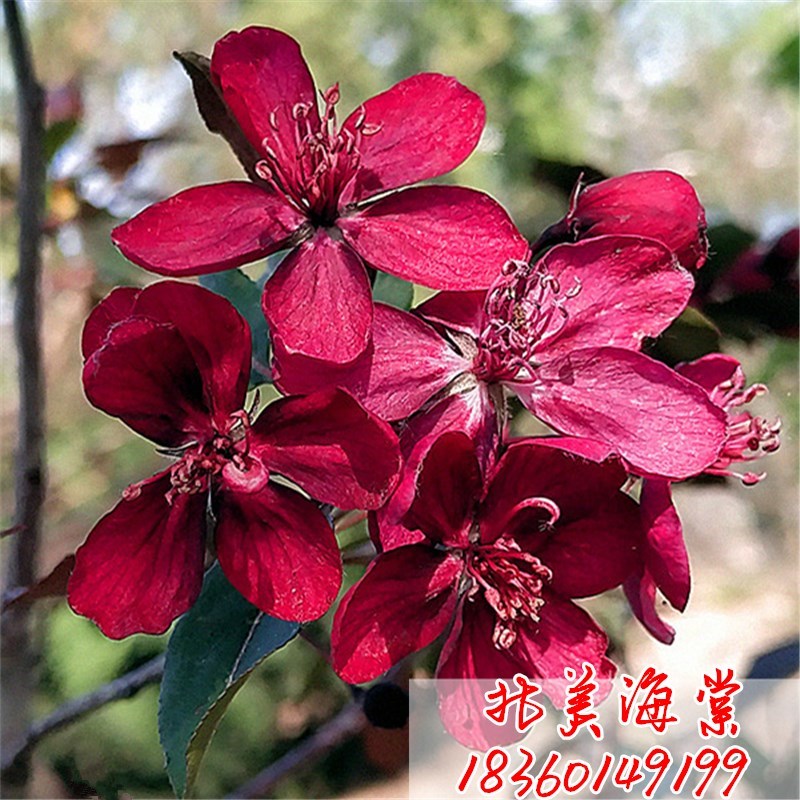 高杆海棠树苗西府海棠垂丝小苗北美海棠花苗别墅庭院大型耐寒风景