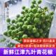 新日期新鲜青花椒椒正宗四川重庆江津九叶青真空冷冻保鲜生藤椒麻