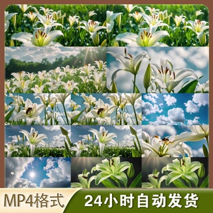 4K高清视频素材百合花种植园8K春暖盛开空镜短视频广告背景素材