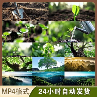 【4K超清】植树节种树造林实拍树苗生长参天大树绿色环保视频素材