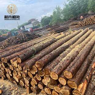 林场直发河道打桩建筑木桩景观杉木桩工地木柱子工程防汛木