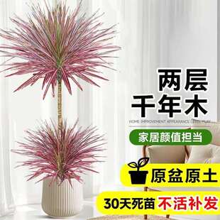 七彩铁千年木绿植高级感客厅大型龙血树室内植物盆栽吸甲醛好养活