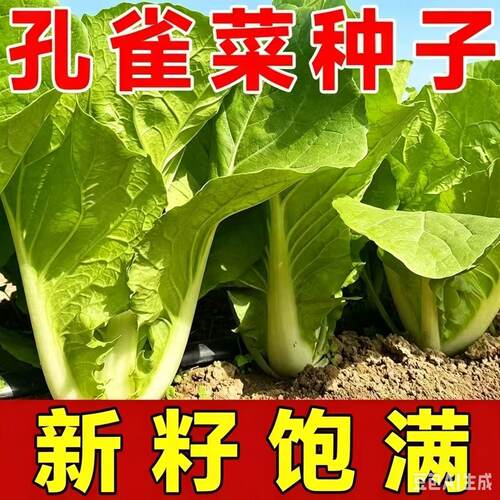 正宗绿孔雀菜种子耐高温四季青菜沙拉菜种孑籽盆栽高产菜种籽大全