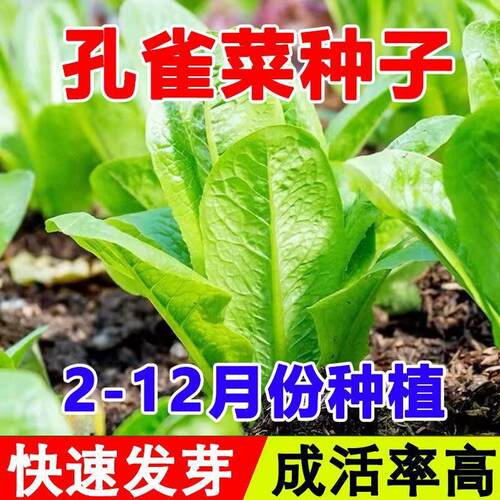 孔雀菜不打药不生虫生吃