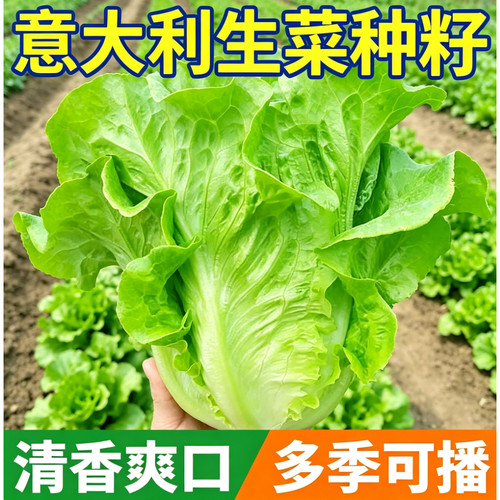 意大利生菜种子耐寒耐热