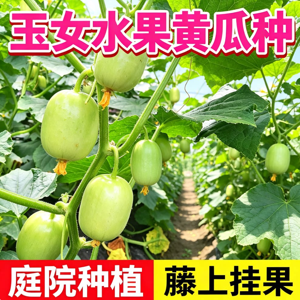 迷你玉女黄瓜种子光滑无刺生吃脆甜水果黄瓜节节有瓜春秋种植蔬菜