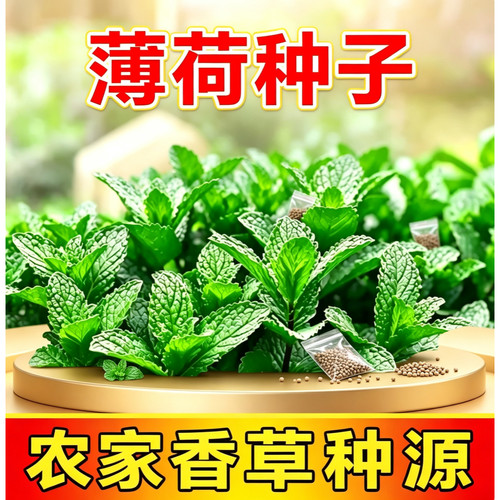 薄荷种子柠檬驱蚊花草植