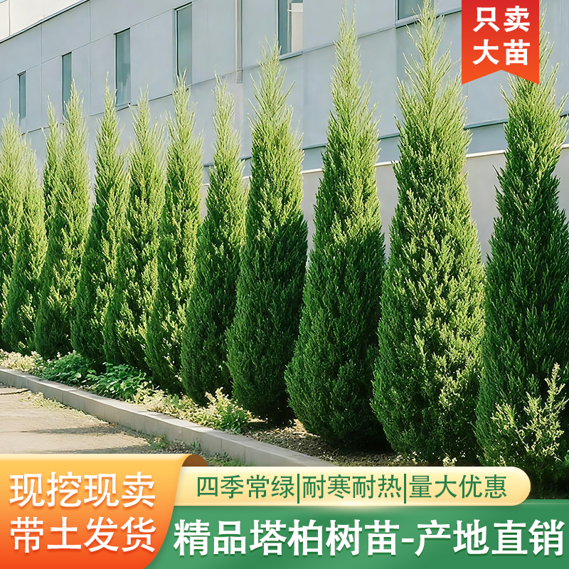 塔柏树苗宝塔松柏树侩柏大树带土