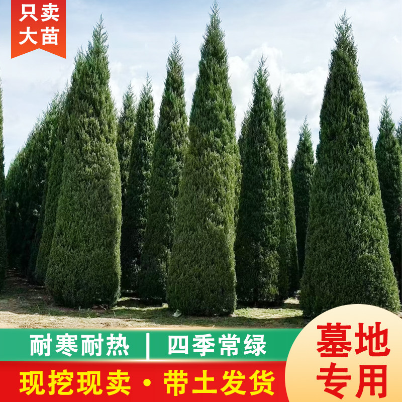 【包活一年】塔柏树苗带土松柏苗