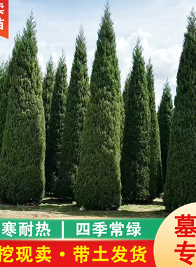 产地直销塔柏树苗带土球大树松树苗龙柏侧柏圆柏松树桧柏柏树苗