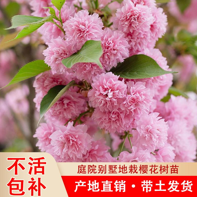 樱花树苗樱花树嫁接重瓣樱花别墅庭院风景树地栽晚樱日本樱花大树