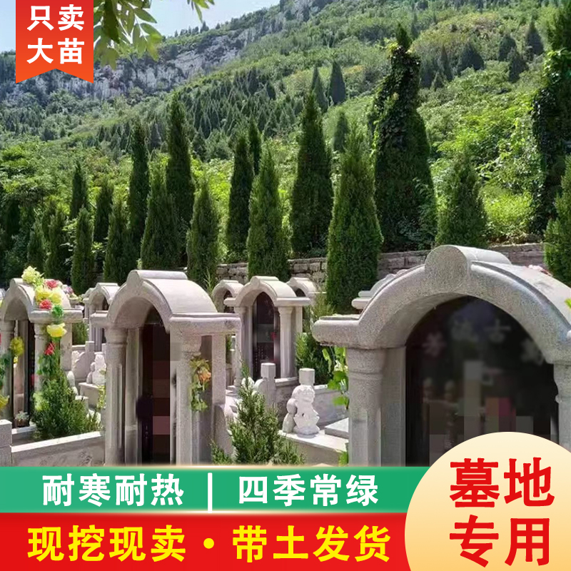 【死苗包补】塔柏树苗松柏树带土